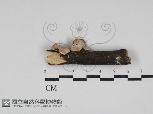 登錄號:F0030760藏品圖，第1張