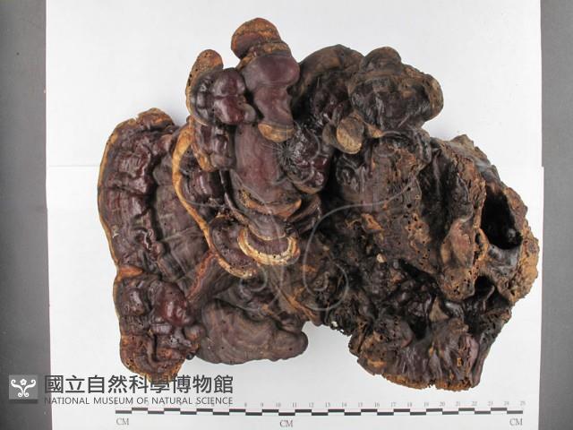 重傘靈芝藏品圖，第1張