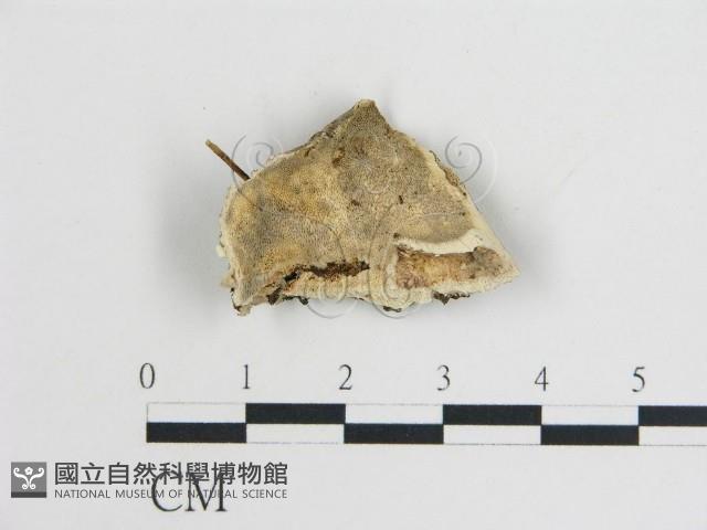 登錄號:F0006760藏品圖，第1張