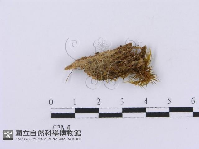 登錄號:F0016760藏品圖，第1張