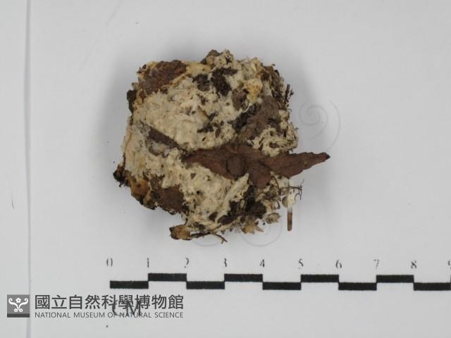 地星屬藏品圖，第1張