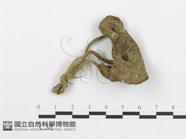 登錄號:F0004760藏品圖，第1張