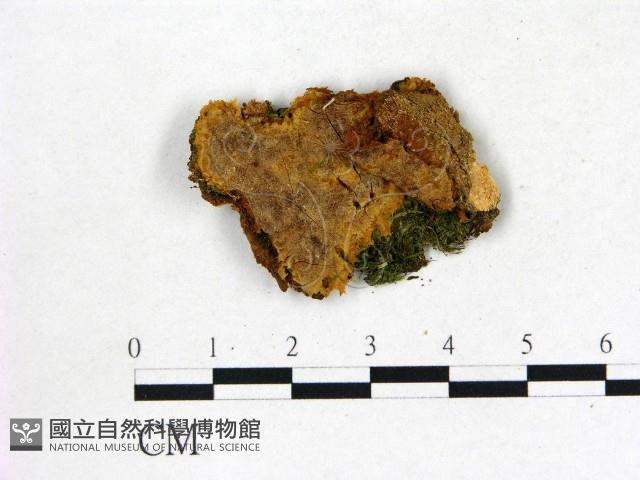 刺革菌屬藏品圖，第1張