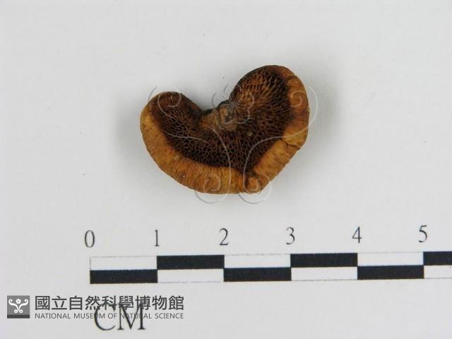 登錄號:F0012760藏品圖，第1張