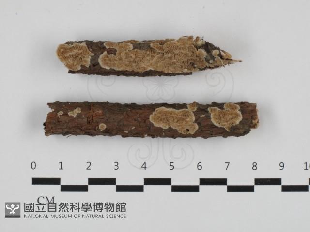 登錄號:F0032760藏品圖，第1張