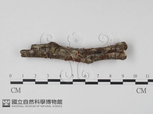 登錄號:F0007760藏品圖，第1張