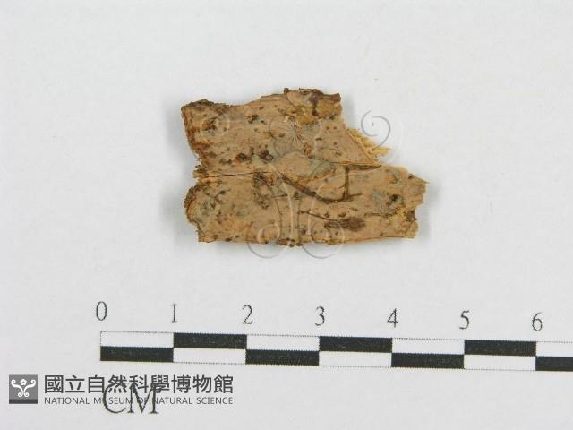 登錄號:F0017760藏品圖，第1張