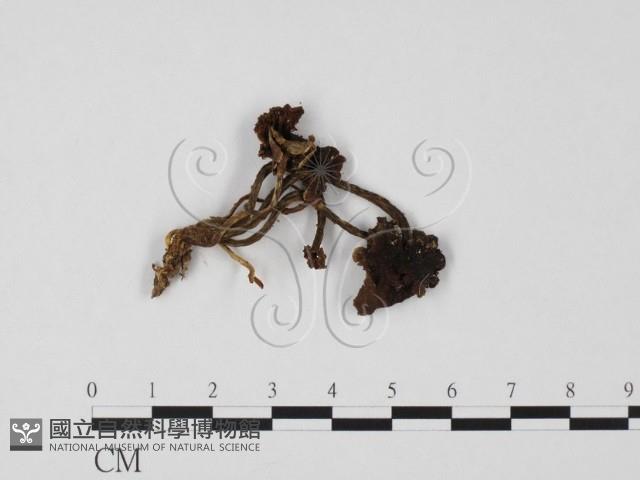 登錄號:F0025760藏品圖，第1張