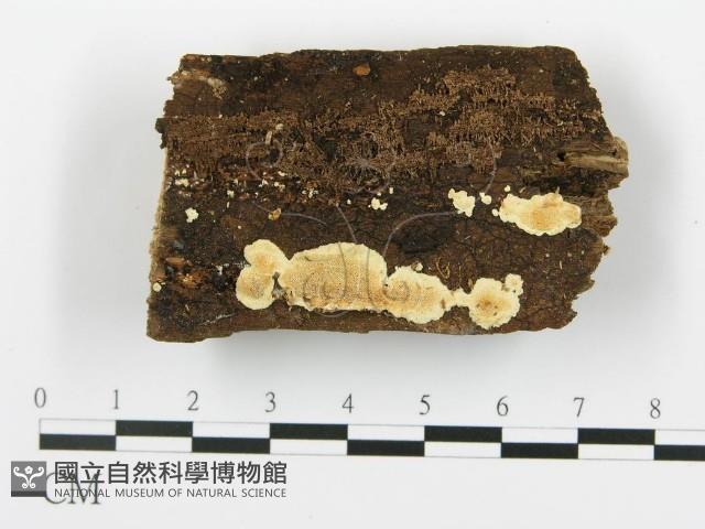 登錄號:F0005760藏品圖，第1張