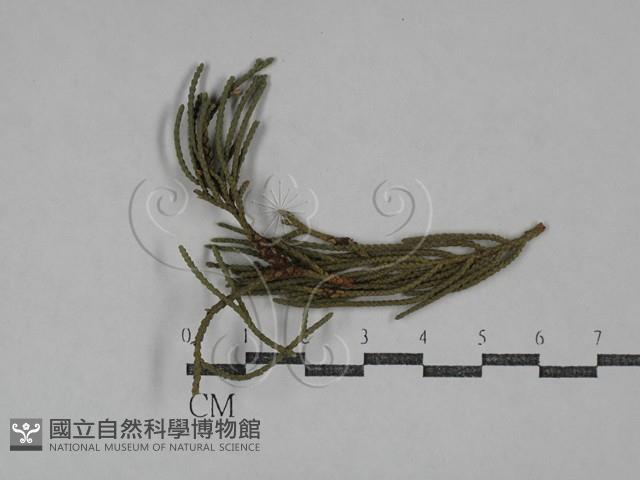 登錄號:F0029760藏品圖，第1張