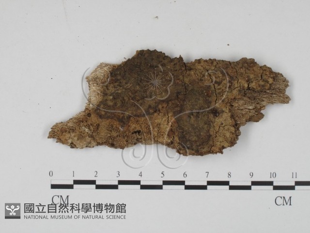登錄號:F0009760藏品圖，第1張