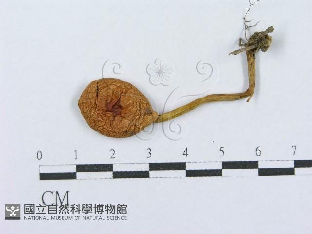 登錄號:F0003760藏品圖，第1張