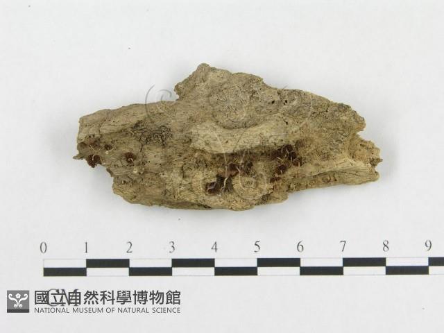 登錄號:F0008560藏品圖，第1張