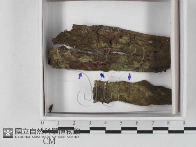 登錄號:F0020560藏品圖，第1張