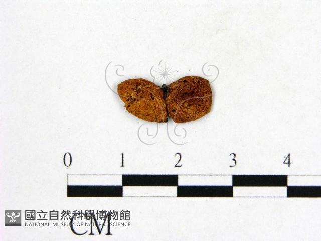 登錄號:F0000560藏品圖，第1張