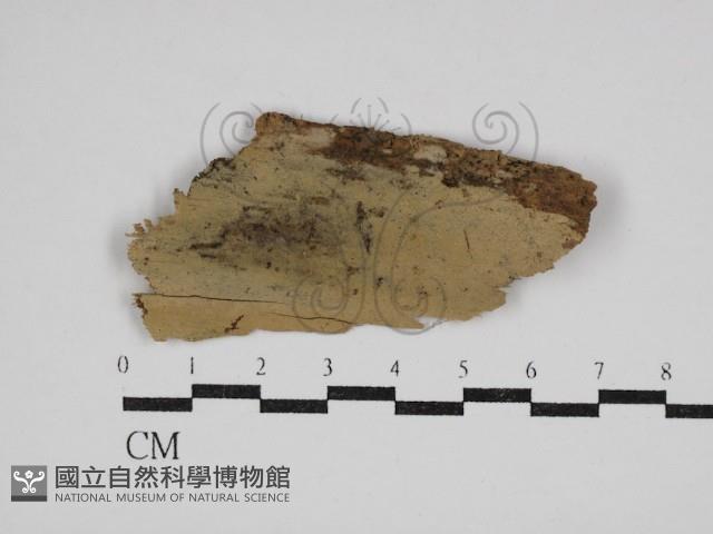 登錄號:F0030560藏品圖，第1張