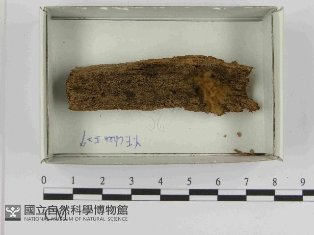 登錄號:F0021560藏品圖，第1張
