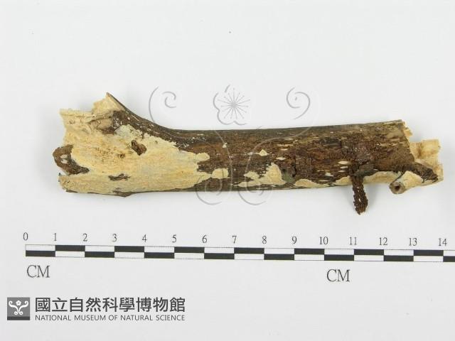 登錄號:F0001560藏品圖，第3張