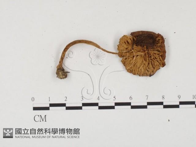 登錄號:F0024560藏品圖，第1張