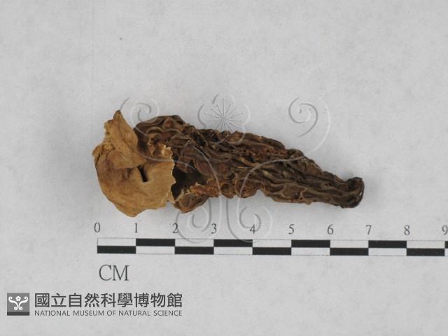 登錄號:F0004560藏品圖，第1張