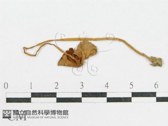 登錄號:F0014560藏品圖，第1張