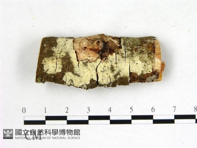 登錄號:F0022560藏品圖，第1張