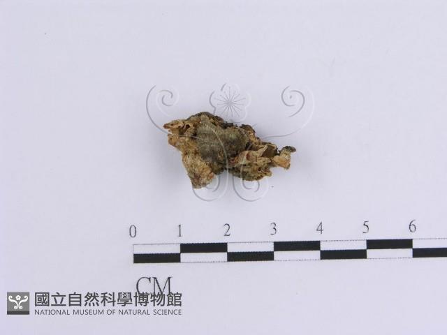 韌革菌屬藏品圖，第1張