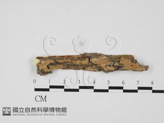 齒耳菌屬藏品圖，第1張