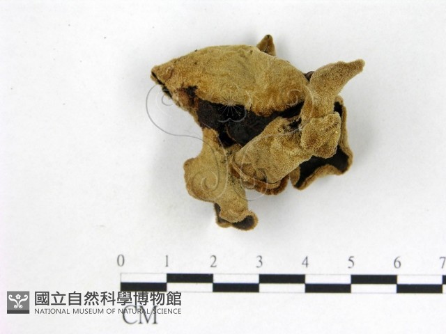 毛木耳藏品圖，第1張