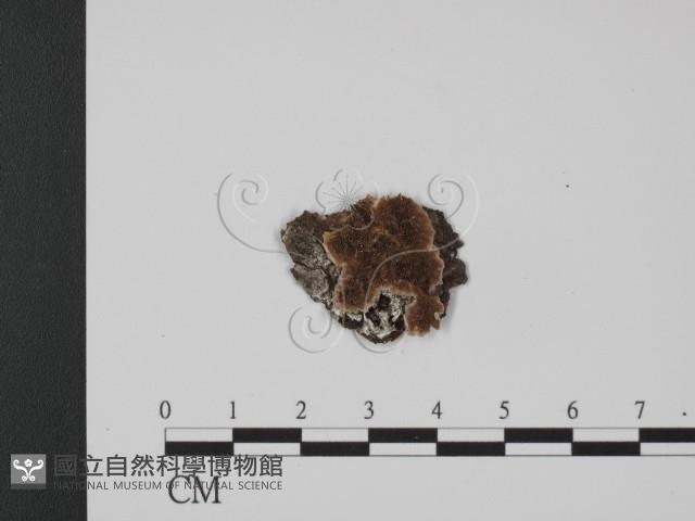 登錄號:F0017560藏品圖，第1張