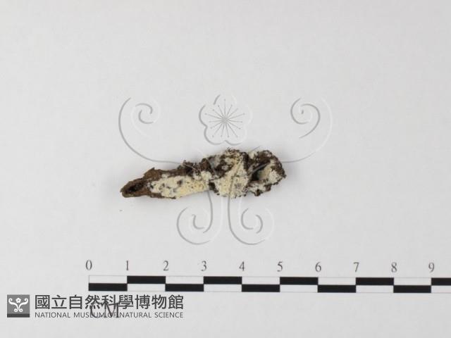 登錄號:F0025560藏品圖，第1張