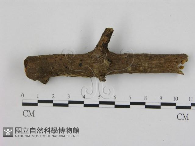 小菇屬藏品圖，第1張