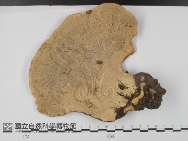 登錄號:F0015560藏品圖，第1張