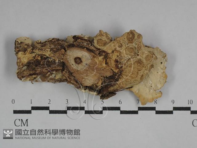 革墊菌屬藏品圖，第1張