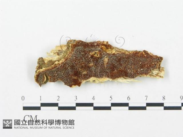 登錄號:F0009560藏品圖，第1張