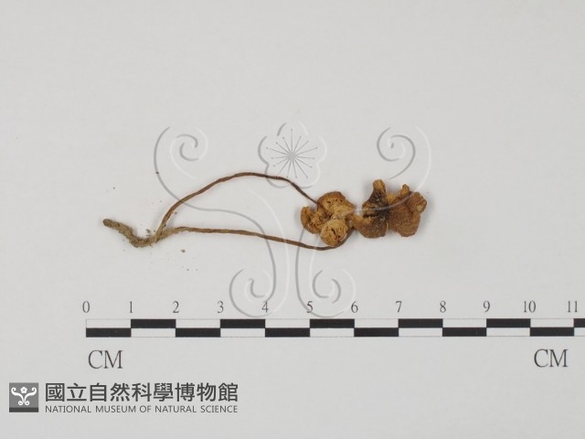 登錄號:F0003560藏品圖，第1張