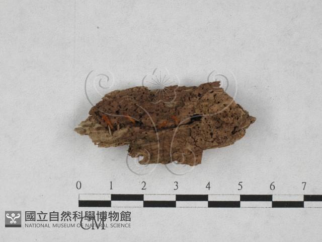 登錄號:F0028160藏品圖，第1張