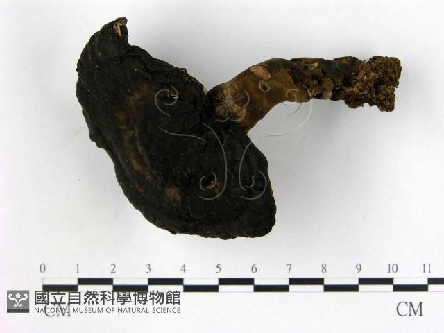 假芝屬藏品圖，第1張