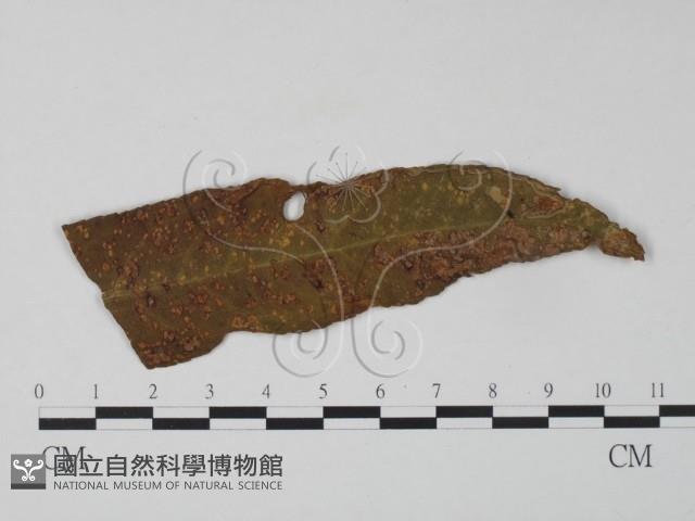 登錄號:F0010160藏品圖，第1張