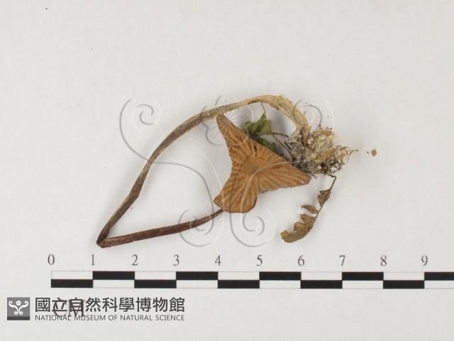 登錄號:F0026160藏品圖，第1張