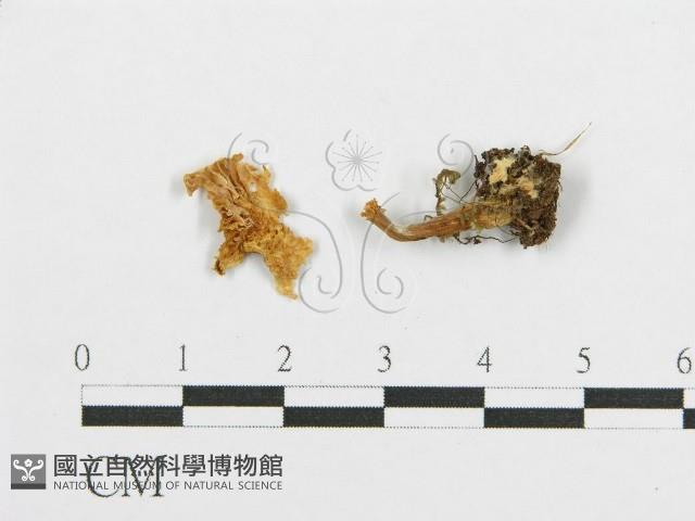 紅菇屬藏品圖，第1張
