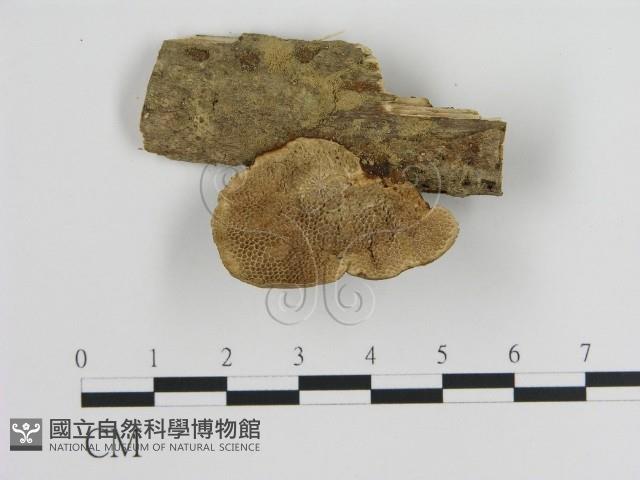 登錄號:F0011160藏品圖，第1張