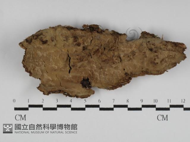 登錄號:F0031160藏品圖，第1張