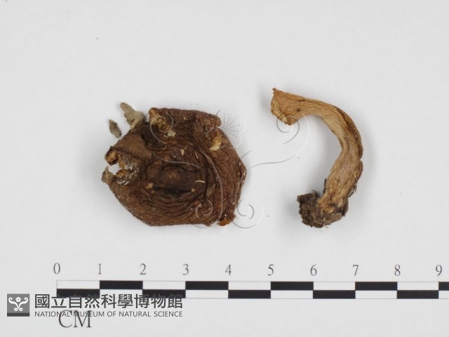 登錄號:F0024160藏品圖，第1張