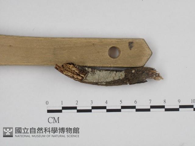 顯絲菌屬藏品圖，第1張