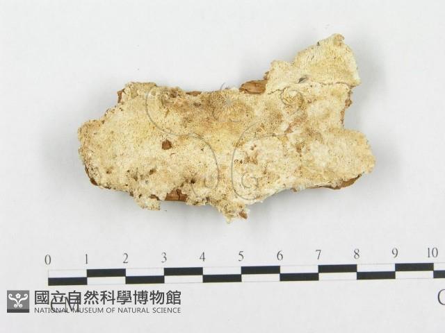 登錄號:F0014160藏品圖，第1張