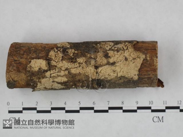 登錄號:F0022160藏品圖，第1張