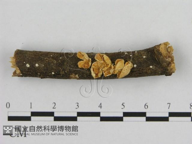 登錄號:F0002160藏品圖，第1張