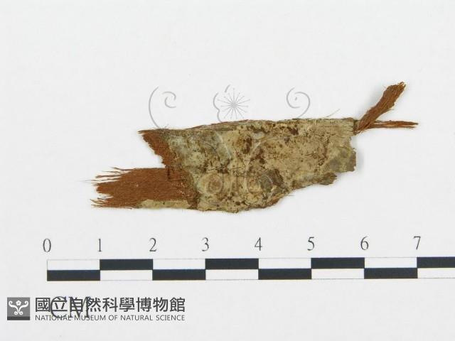 登錄號:F0012160藏品圖，第1張