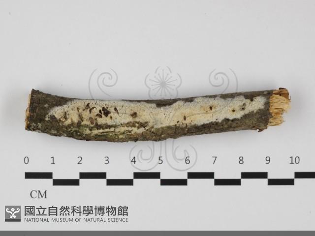 登錄號:F0032160藏品圖，第1張